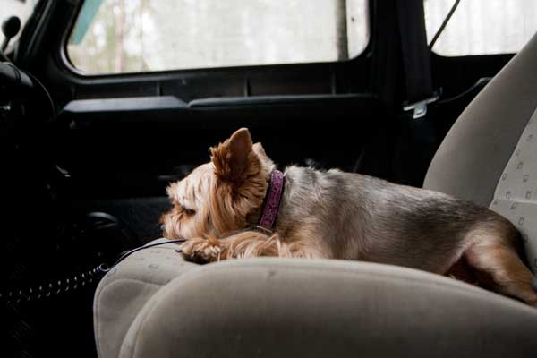 what temperature is safe for a dog in a car